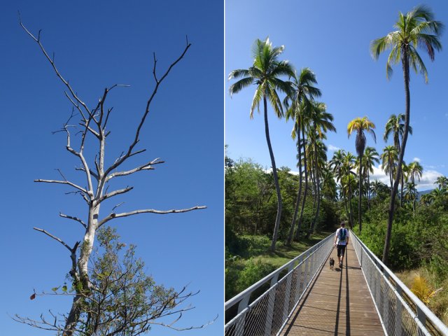 Pente très douce pour rejoindre la piste