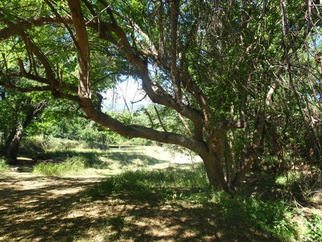 Beau parcours arboré après le parking