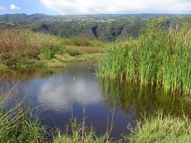 Très court détour pour se rapprocher de l'étang et de ses roseaux