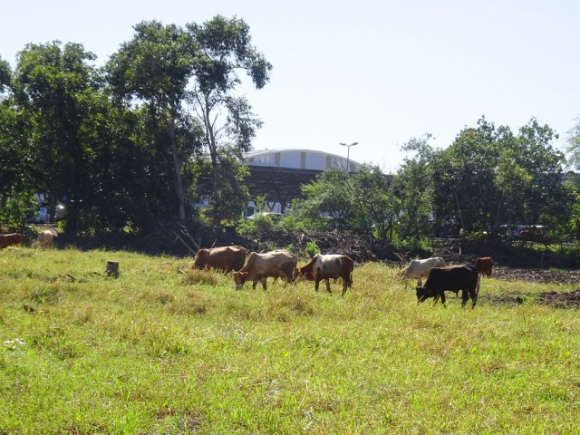 Les bœufs moka dans la prairie qui peuvent aussi paître le long de l'étang