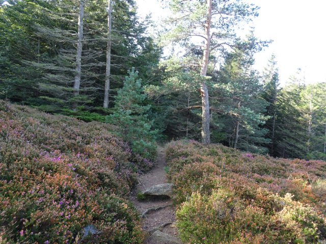 Le sentier bordé de bruyère rejoignant les installations du barrage