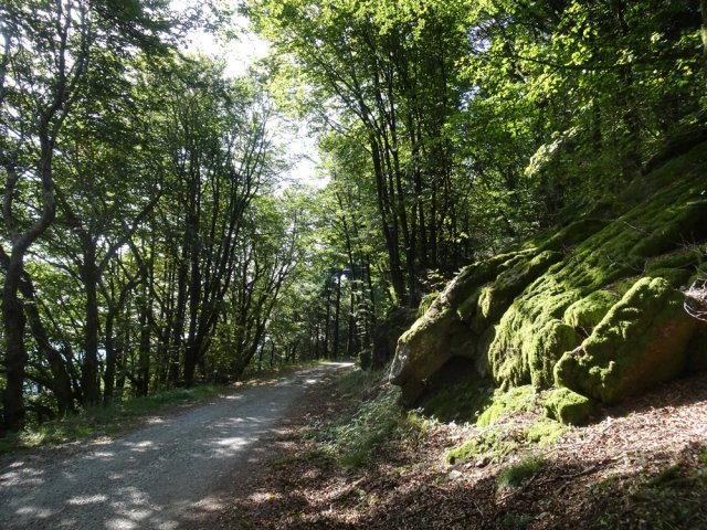La piste forestière de Cabarétou