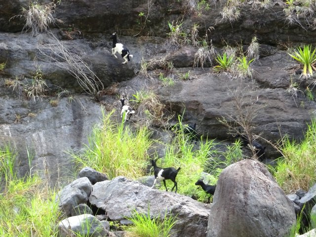 Les biquettes, très nombreuses, défient le vide de manière ludique