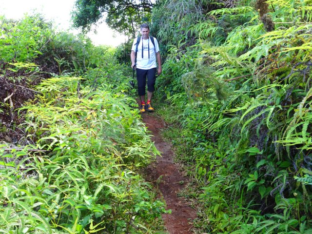 Légère descente entre fougères et chocas
