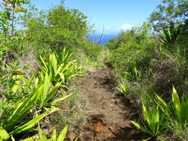 Il longe un moment une petite ravine avant d'arriver au Chemin des Anglais
