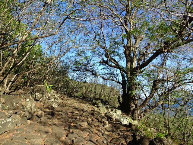 Quelques gros tamarins ne procurent même pas assez d'ombre