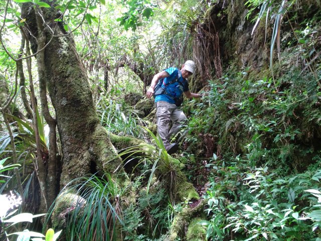 La végétation est magnifique et la marche plus aisée