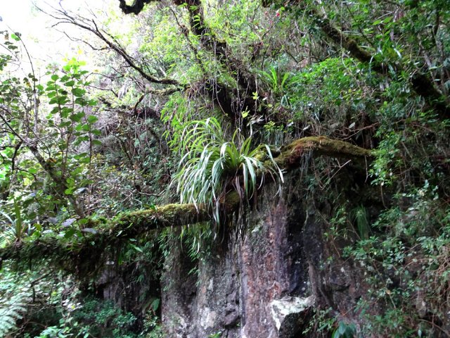 Nouvelles falaises en rive gauche de la Ravine de la Vierge