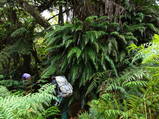 Les fougères (Blechnum attenuatum) se multiplient en arrivant dans les tamarins des hauts