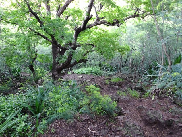 Quelques tamarins ne créent pas suffisamment d'ombre