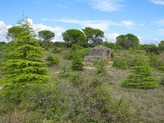 Peu de grands arbres suite à l'incendie de 1979