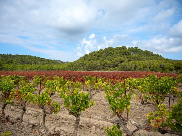 Les vignes rougissent à l'automne