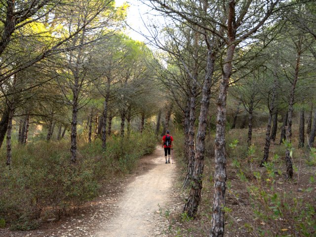 Plantation de jeunes pins vers le parking du départ