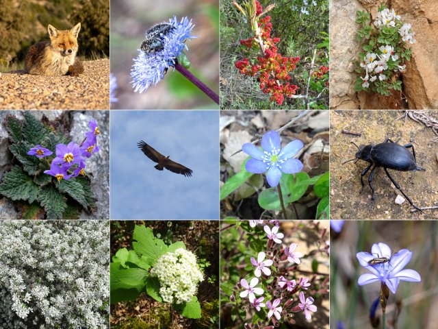 La nature n'est pas que dans les roches. Nombreuses rencontres insolites