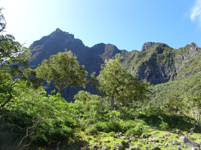 De vénérables tamarins à l'ombre du Gros Morne
