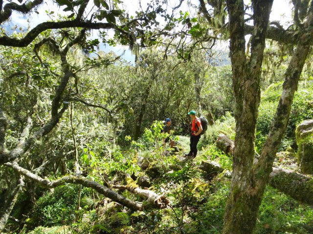 La forêt de bois de nèfles et mapous couverts de barbes de Jupiter est superbe