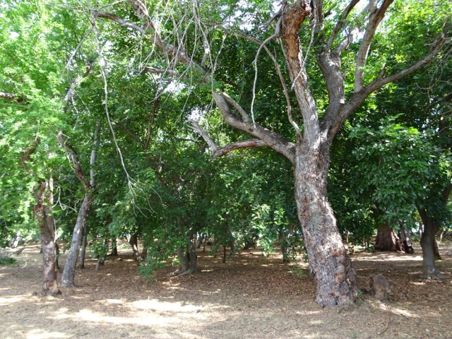 Une autre partie du sous-bois entre route et océan