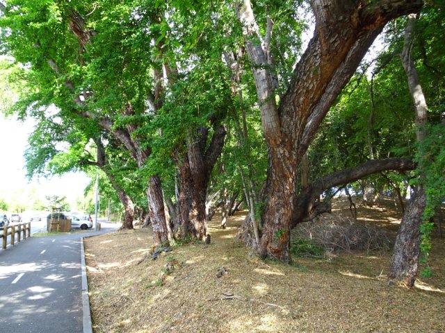 Gros tamarins d'Inde en bordure de piste