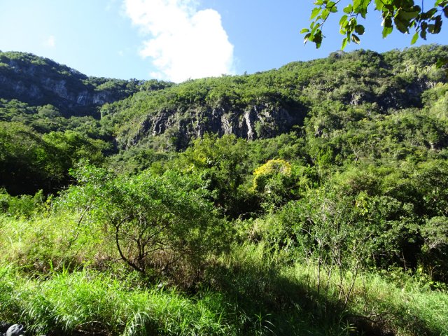 Le rempart verdoyant vers le village du Bras de Pontho