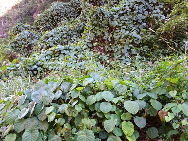 Merremia peltata, une liane très dangereuse pour la végétation