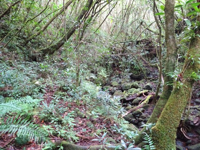 Sentier plus discret en bordure de rivière