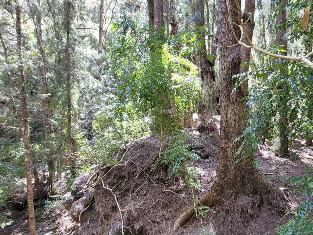 Sentier discret entre les filaos