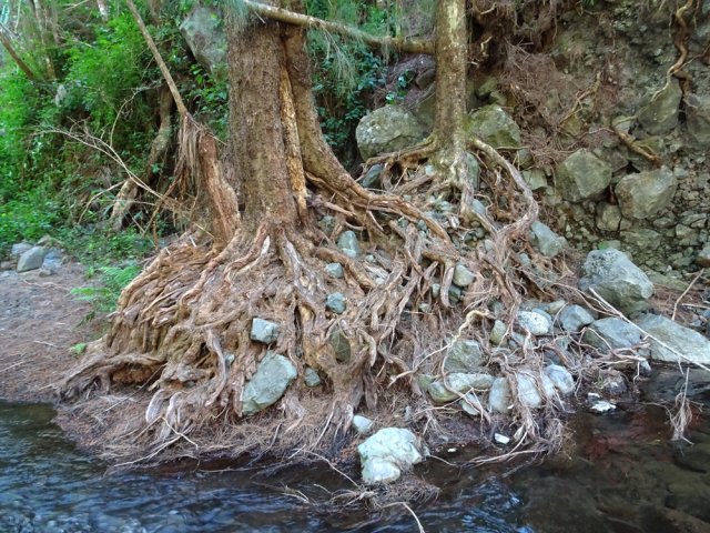 Remontée de la rivière en frôlant quelques belles racines de filaos