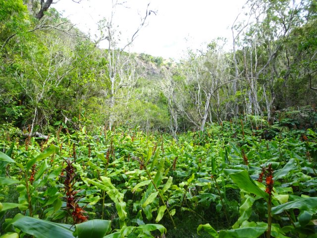 Le GRR1 est bordé de longoses