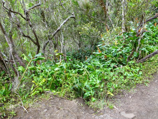 Repérer le très discret sentier descendant en rive gauche du Bras des Etangs