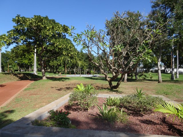 De futurs bosquets fleuris quand tout aura poussé