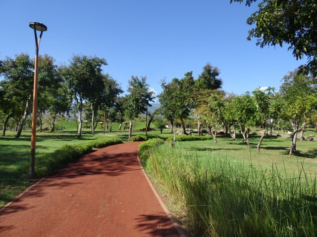 On y trouve également des plantations de vétiver