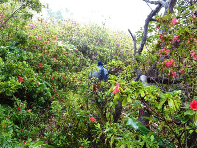 Assez rare sur l'île, traversée d'une zone couverte d'azalées de toutes couleurs