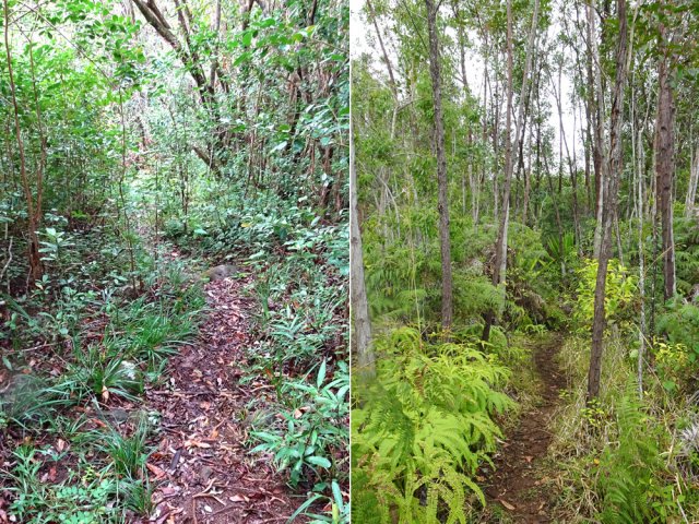 La marche s 'effectue en pente faible dans les fougères et petits iris