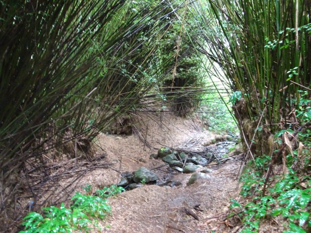 Franchissement de la Ravine Bois d'Oiseaux sous les bambous