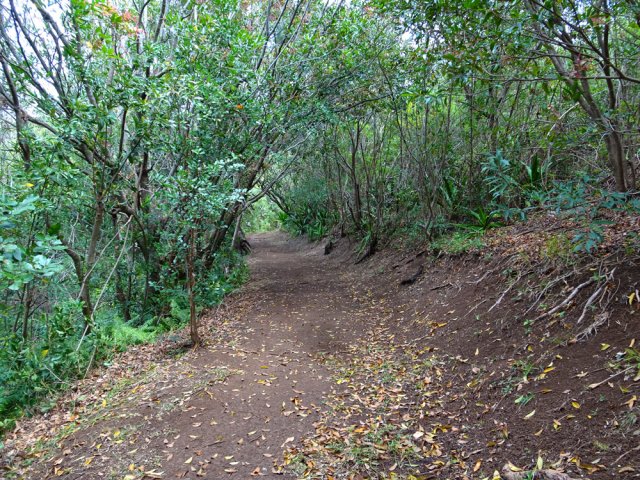 La fin de la montée s'effectue en sous-bois