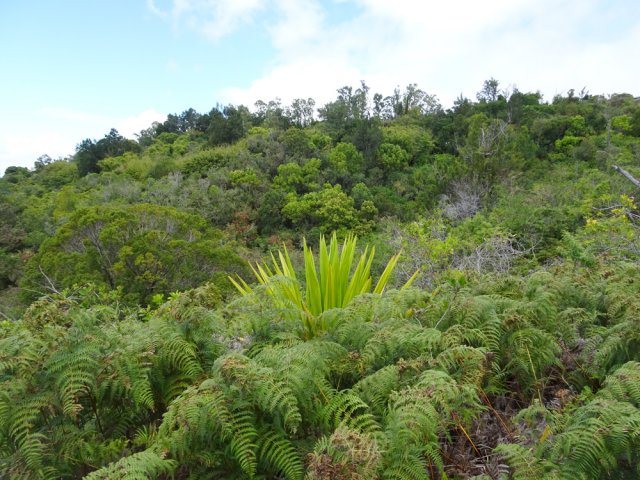 Une idée de la végétation recouvrant les collines de la région