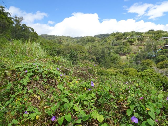 Points de vue en direction du Piton du Butor