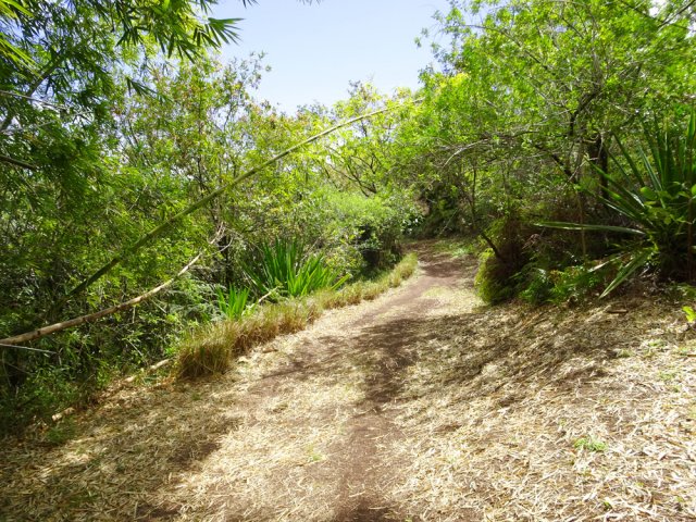 La piste bordée de vétivers