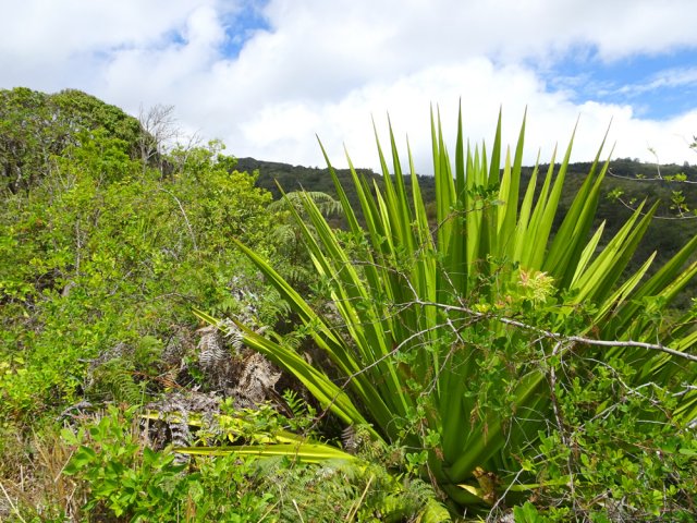 Des chocas de 5 m de hauteur