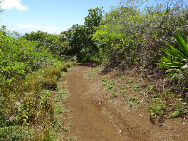 On retrouve des pieds de vétiver un peu partout