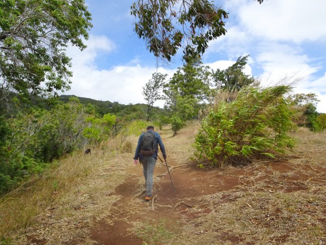 Beaucoup de bambous balais et de petits bois de remparts sur le bord du sentier