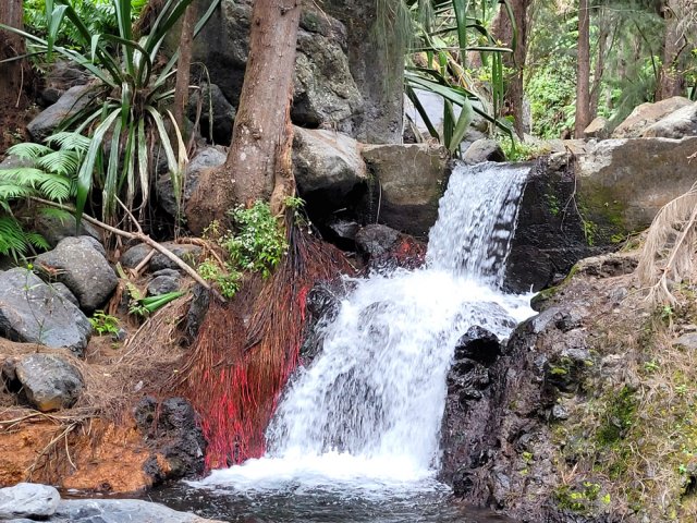 La Ravine Bananes finit sa course en cascade domestiquée par l'homme