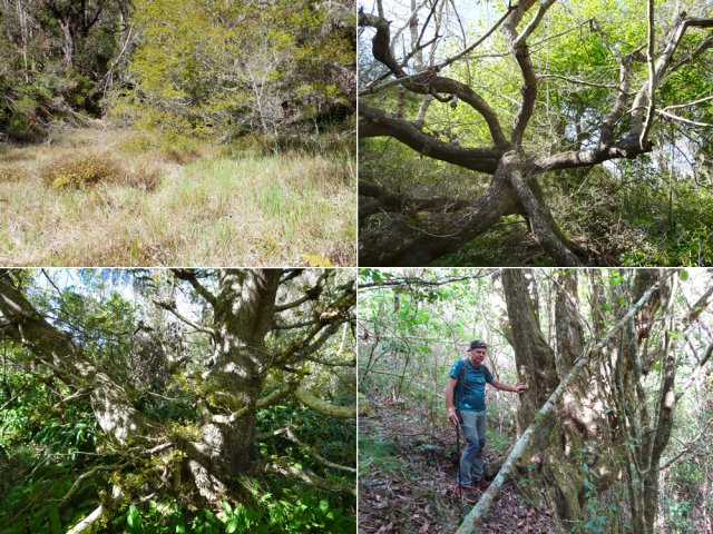 Beaucoup de chênes et de beaux arbres autour de l'ancien îlet