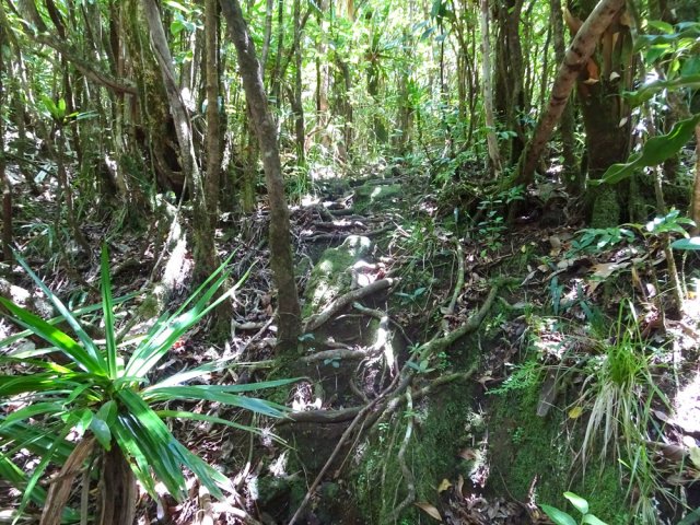 Sentier comportant hautes marches de racines
