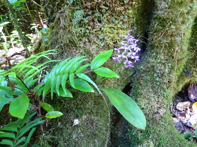 Quelques orchidées trouvent quand même de la lumière