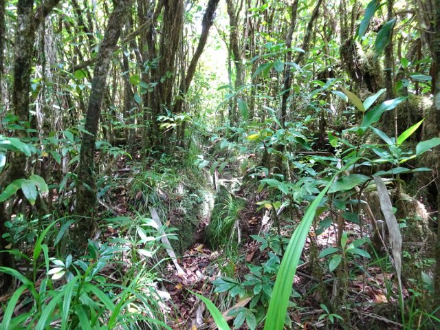 Peu de difficultés pour suivre la trace encore bien visible