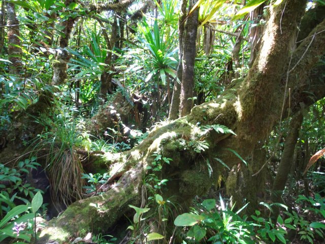 Des allures de forêt primaire pour la traversée de ce tronçon
