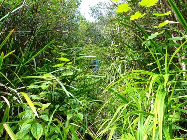 Large sentier envahi de sabres et tabac marron