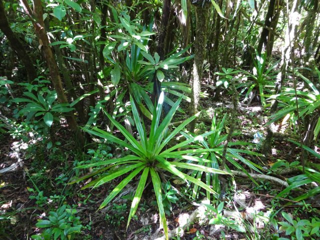 Très agréable sous-bois occupé par pimpins et bois de savon