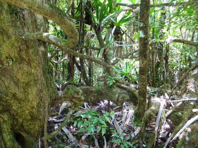 Il reste encore de gros arbres aux racines tortueuses